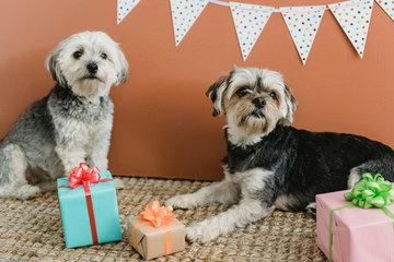 Gifts for Pets